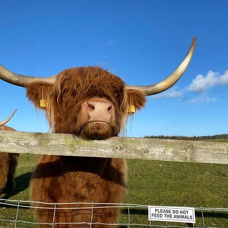Glampods Glamping Pod - Meet Highland Cows And Sheep Elgin Villa Dış mekan fotoğraf
