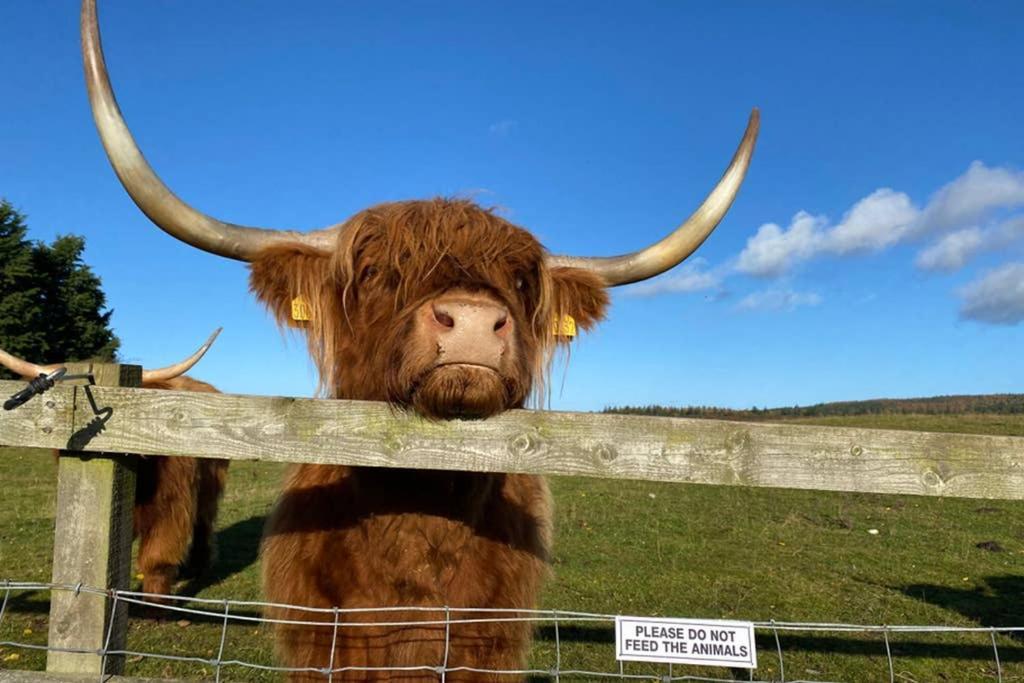 Glampods Glamping Pod - Meet Highland Cows And Sheep Elgin Villa Dış mekan fotoğraf