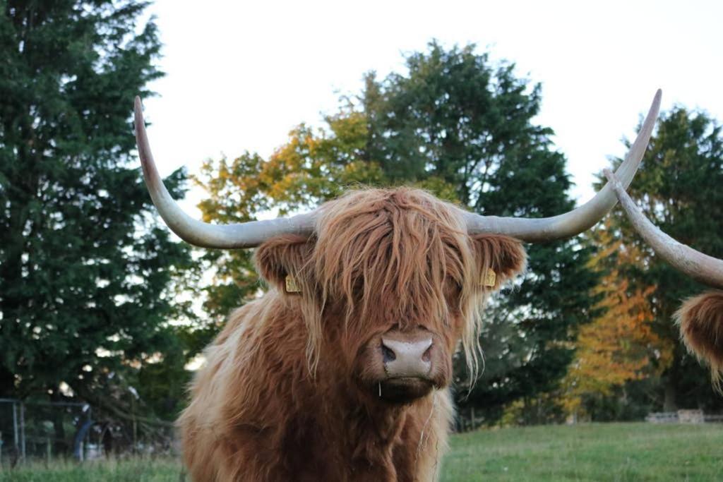 Glampods Glamping Pod - Meet Highland Cows And Sheep Elgin Villa Dış mekan fotoğraf