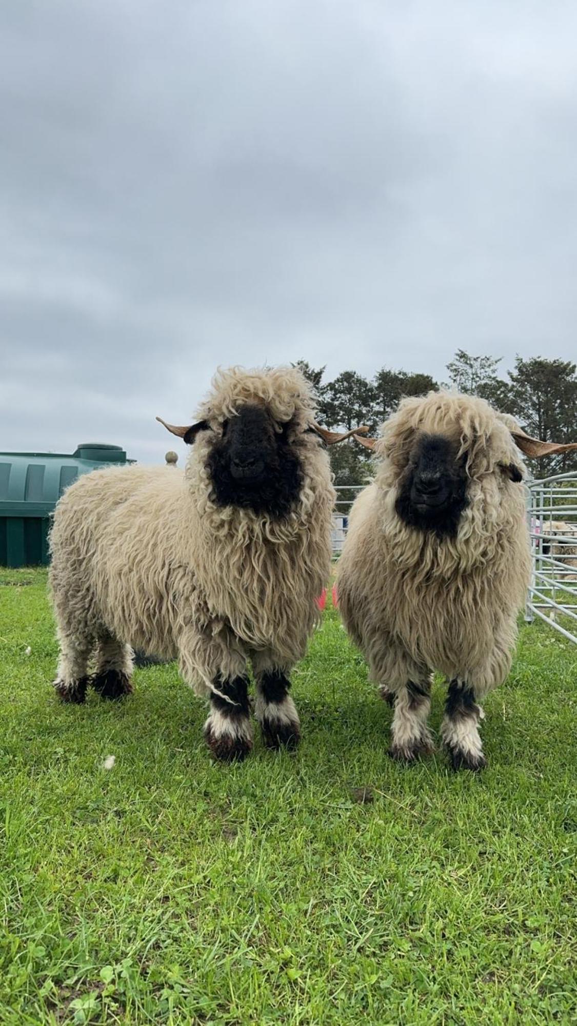 Glampods Glamping Pod - Meet Highland Cows And Sheep Elgin Villa Dış mekan fotoğraf
